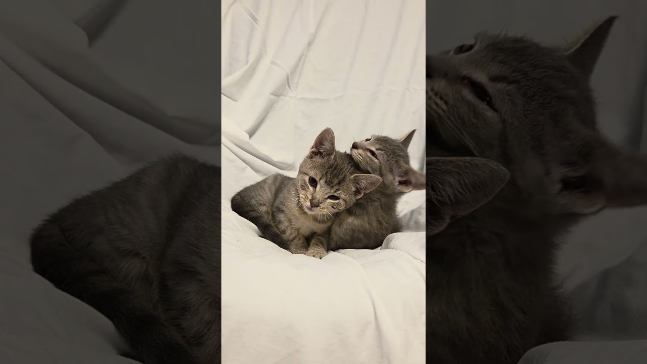 Enlarge Chamomile, a Adoptable Domestic Short Hair in Chicago, IL video 4/4