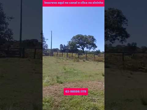 Maravilhosos 54 alqueires em Alto Horizonte #brasil #mercadoagricola #pecuarista #fazenda #agro