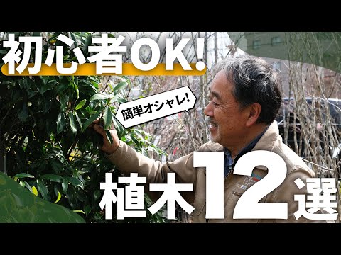 毛むくじゃらのボタンウィード 植物