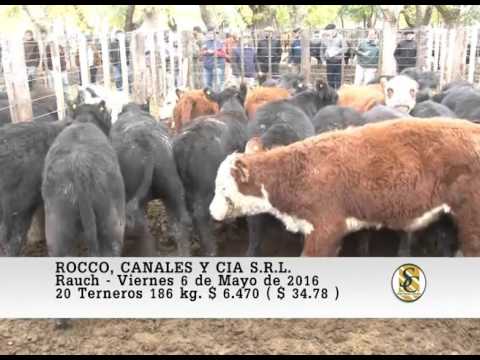 06-05-16 Venta de Machos - Rocco, Canales y Cia S.R.L. - Rauch.