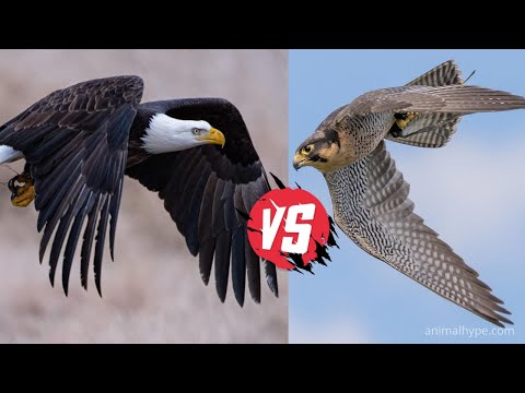 Peregrine Falcon vs Bald Eagles