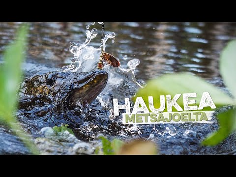 Haukitärppejä syrjäisellä metsäjoella