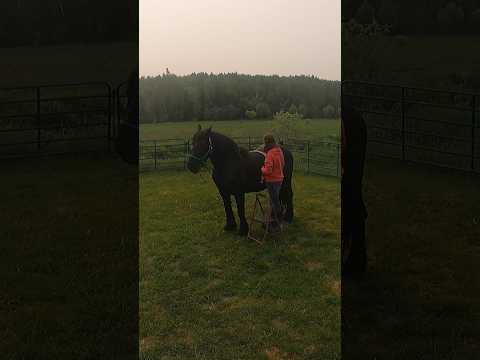 , title : 'Round pen work with Mable! #drafthorses #workinghorses #percheron'
