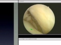 Equine Clip 1