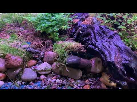 Bombina variegata, Feeding Time. (Gelbbauchunke)