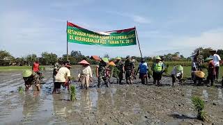 Dandim 0711/Pemalang tanam padi di Desa Kedungbanjar