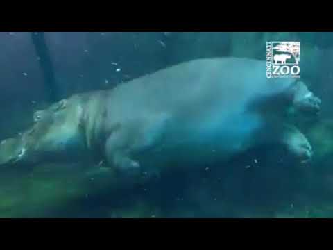 Fiona plays with mom Bibi