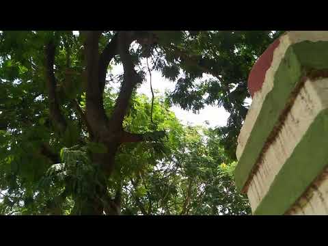 Monkeys sleeping on trees