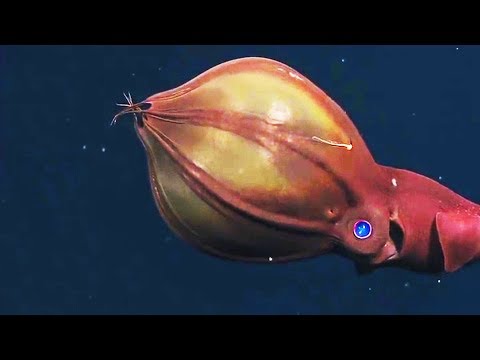 Strangest Alien Looking Fish From The Sea