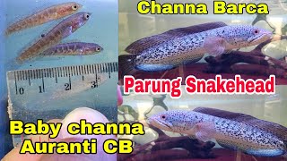 Download lagu harga baby Auranti CB dan Channa Barca di Parung Snakehead mp3