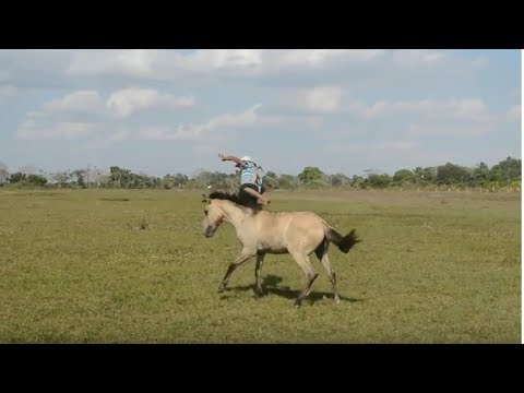 Cajón de Arauca Apureño, Angel Custodio Loyola