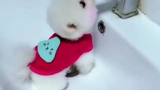 Download lagu Pudi pudi pudding song japanese cute little dog in sink drinking water | white poodle puppy mp3 Download lagu Pudi pudi pudding song japanese cute little dog in sink drinking water | white poodle puppy mp3