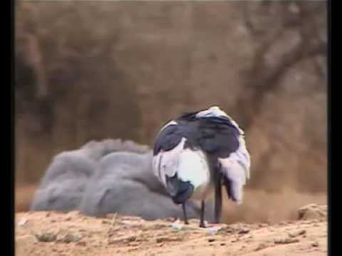 NGM Africa Wildcam- Blacksmith Lapwing