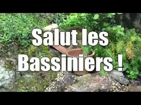 comment traiter algues aquarium