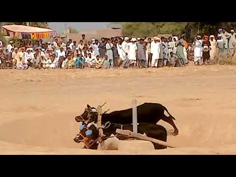 🥰AHMAR 🥰 VEHARI 🥰