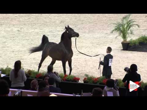 N.135 AJA SANAGOR - Paris 2015 - 4+ year old Stallion (Class CM6 B)