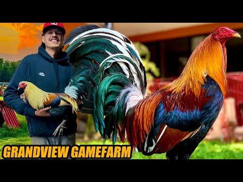 Chocolate Regular Grey Albany And Sweater Yellow Leg Hatch | GRANDVIEW GAMEFARM