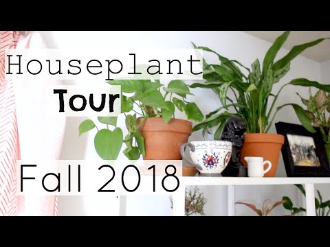 Houseplant Tour | Fall 2018 Houseplants