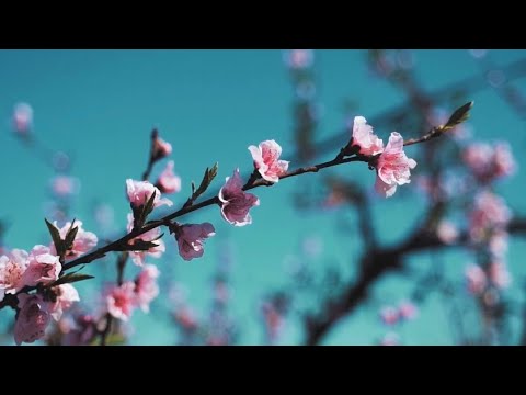 Ola Gjeilo | SEASONS