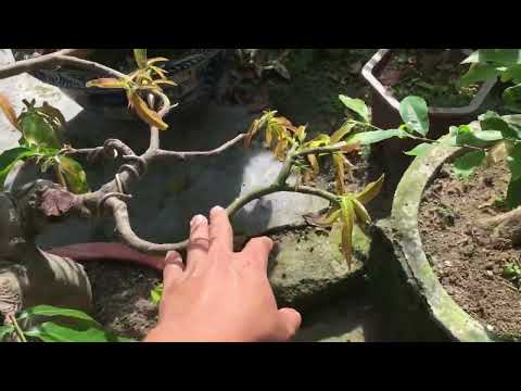 Bón phân hữu cơ định kỳ cho cây mai vàng miền Bắc ae tham khảo