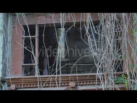 Damaged Fence Window of Abandoned Buildings House Overgrown With Plants Summer Day Wild Grape