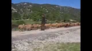 preview picture of video 'Kuzca Köyü Yörük Koyunlarının Geçişi'