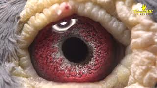 Download lagu 歐洲特拍會3.BE20-2134338♂ mp3