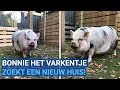 Bonnie het varkentje zoekt een nieuw huis