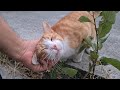 The Meowing Sound Of The Very Hungry Orange Cat Will Melt Your Heart