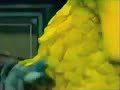 Coming Soon On Sesame Street 1996