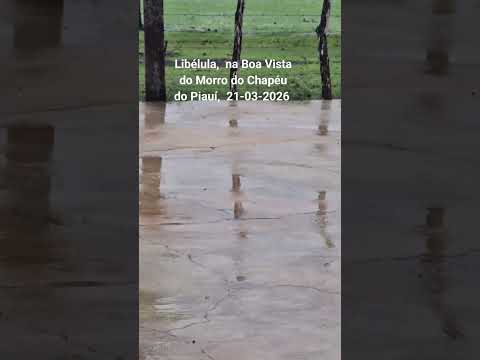 Libélula,  na Boa Vista do Morro do Chapéu do Piauí,  21-03-2026