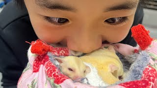 モモンガベビーが脱嚢しました💖#可愛い #エキゾチックアニマル
