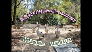 【動物園】真夏日のHealesville Sanctuary【オーストラリア】
