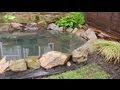 How to Build a Garden Pond (DIY Project) 