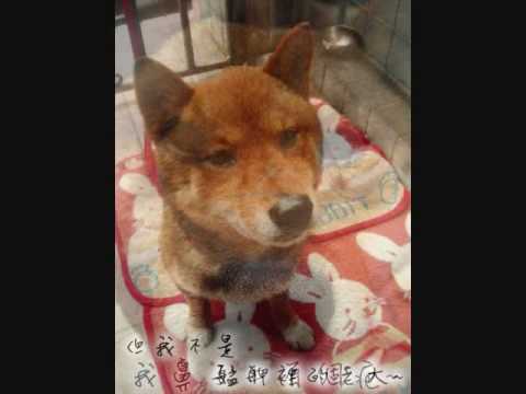 刀疤柴的獨白(原發表者:SONY媽)(影片)