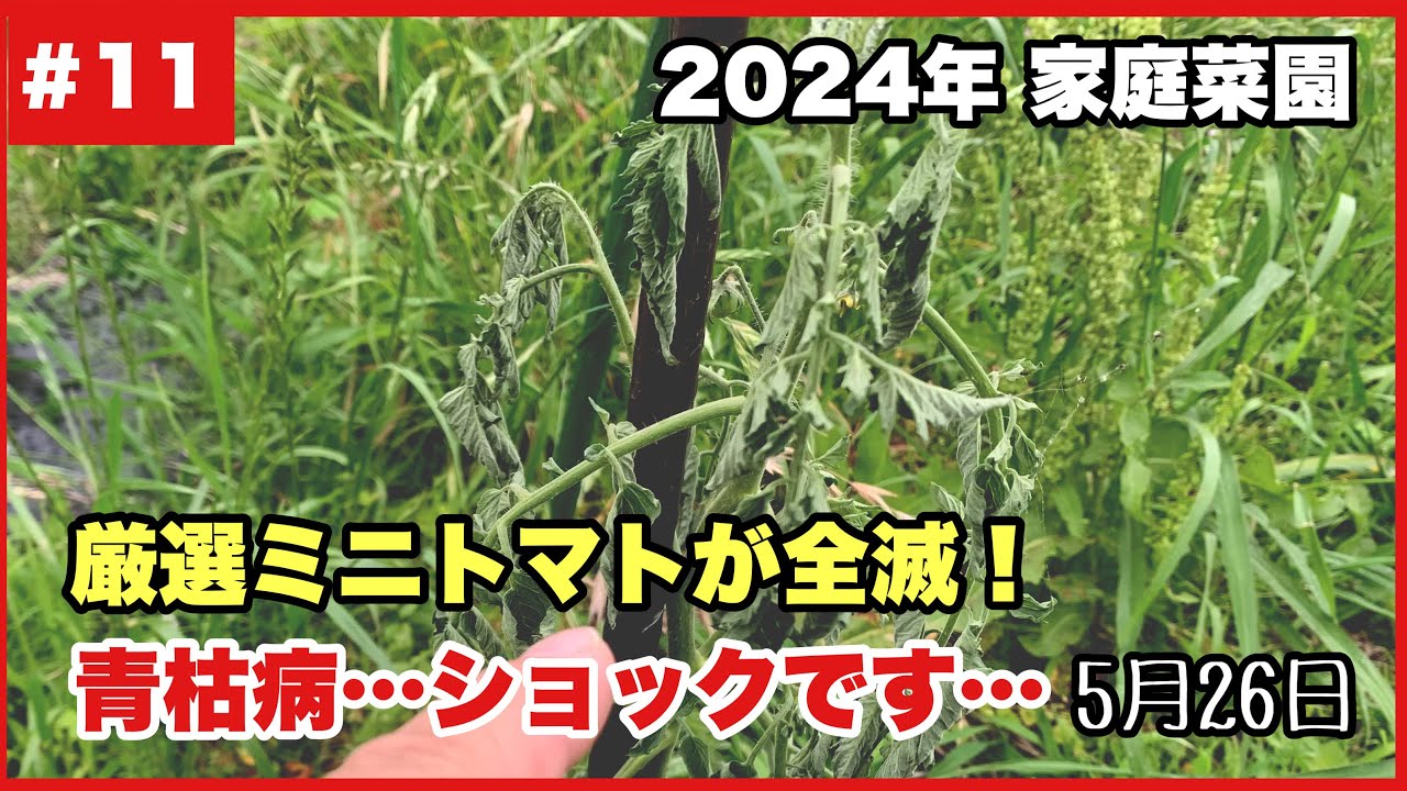 【ちょうどいい田舎暮らし】青枯病…厳選ミニトマト全滅でショックです！2024.5.26