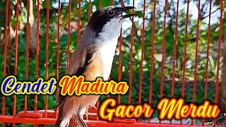 Download lagu CENDET MADURA GACOR FULL ISIAN LOVEBIRD NGEKEK NGETIK PLUS ISIAN KUNTILANAK mp3 Download lagu CENDET MADURA GACOR FULL ISIAN LOVEBIRD NGEKEK NGETIK PLUS ISIAN KUNTILANAK mp3