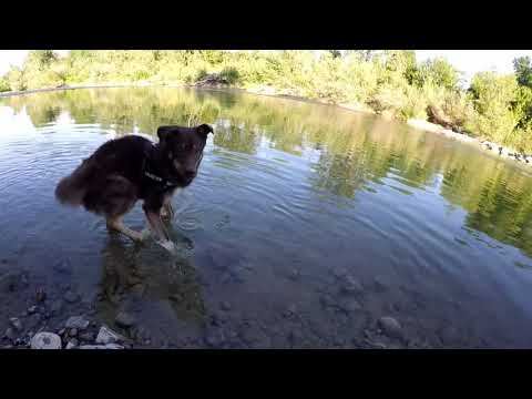 NOSHI il cane ama la natura