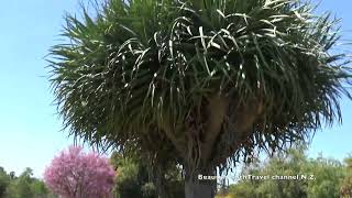 Birds of Paradise, Aloe Plants  and zone 10  plants of South California
