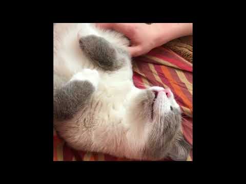 Cute Cat Complication: Sneezing and Snoring