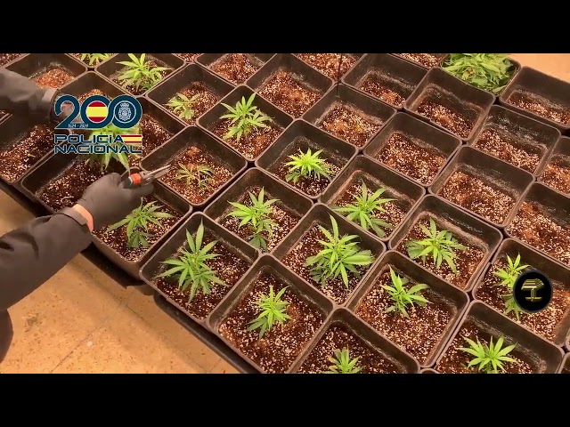 La Policía desmantela un centro de producción y manufacturación con 13 cultivos indoor de marihuana