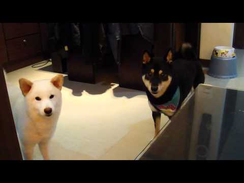 Ｗoody的哀怨(原發表者:Woody麻)(影片)