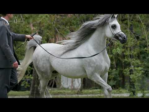 PRIDE OF POLAND 2021 LOT 15. ERMITAGE (QR Marc x Emandoria / Gazal Al Shaqab)