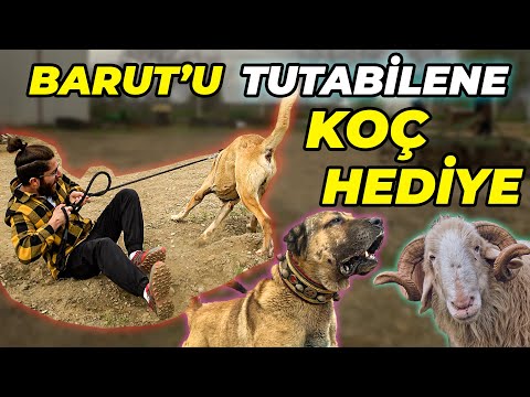 , title : '"6 Köpeğimin Yemek Masrafı Aylık 15.000 TL!" Besim ve Hasan Işıker Köpek ve Hayvan Çiftliği'