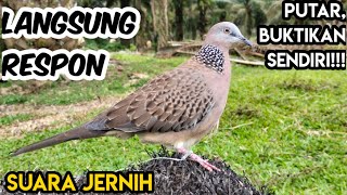 Download lagu Semua Burung Dirumah Akan Bunyi Mendengar Suara Tekukur Ini || Cocok Untuk Pancingan Memikat mp3 Download lagu Semua Burung Dirumah Akan Bunyi Mendengar Suara Tekukur Ini || Cocok Untuk Pancingan Memikat mp3