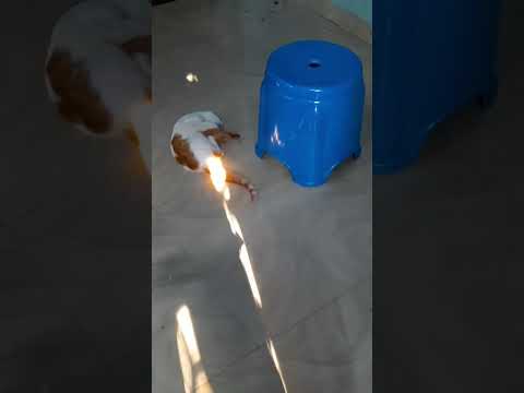 Cute cats playing | funny cats part 7.06