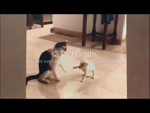 CATS will make you LAUGH YOUR HEAD OFF - Funny CAT compilation