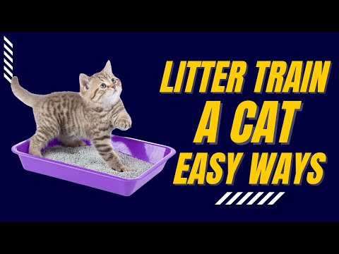 How To Train Your Cat To Use a Litter Box? Easy Proven Ways