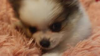 ハーフ犬の動画01