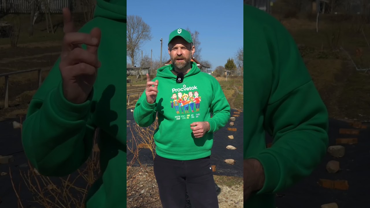 Ягоды голубики будут крупнее черешни, если сделать это с кустами весной!